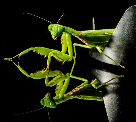 praying mantis fact  spite  female cannibalism   lovely docile domestic pet learn