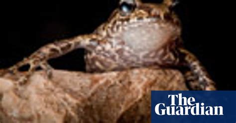 Haiti Earthquake Rediscovered Frog Species Offer Signs Of Hope