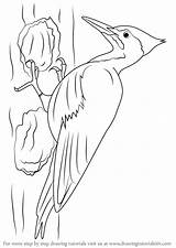 Woodpecker Pileated Draw Drawing Step Outline Drawings Drawingtutorials101 Woodpeckers Bird Kids Tutorial Head Perfect Face Coloring Birds Pages Adults Anime sketch template