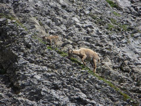 sex des branlettes de fontannaz par pont de nant et le col des chamois