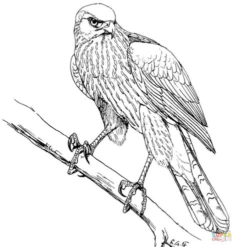 sparrowhawk coloring   designlooter