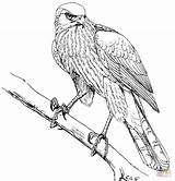 Hawk Colorear Colouring Supercoloring Falco Prey Coopers Fresco Neocoloring sketch template