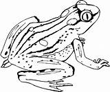 Frog Coloring Pages Realistic Printable Coqui Dart Poison Frogs Color Getdrawings Launching Getcolorings Kids Colorings Drawing sketch template