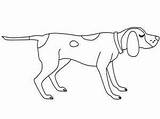 Coonhound Coon sketch template