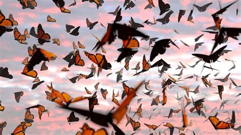 1 291 butterflies sunset photos free and royalty free