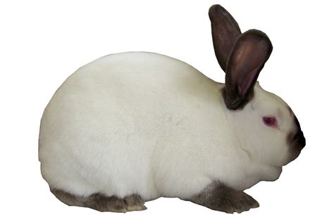 californian rabbits usa rabbit breeders rabbit breeds pet rabbit