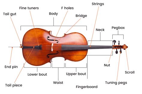 guide    parts   cello anatomy explained