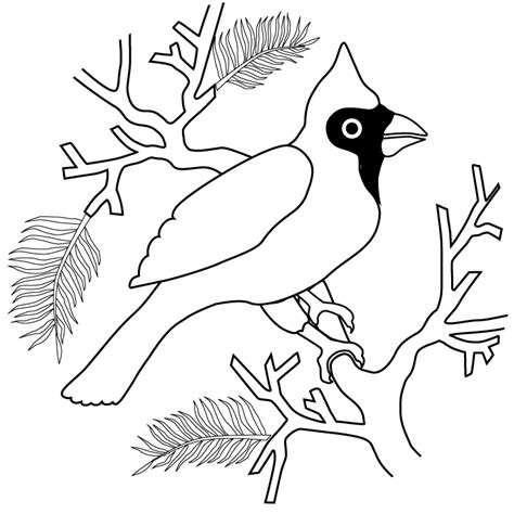 cardinal coloring pages  coloring pages  kids
