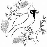 Cardinal Coloring Pages Printable Cardinals Bird Kids Winter Color Coloringpages Popular Print Red Choose Board Coloringhome sketch template