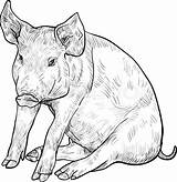 Pig Drawing Sketch Line Realistic Peppa Face Head Drawings Paintingvalley Animals Getdrawings sketch template