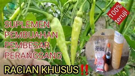 pupuk kaya ungsur kkalium  ssulfurbuat  pembuahan cabe