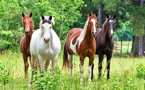 vier pferde auf der wiese  hd hintergrundbilder hd bild