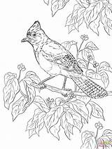 Coloring Pages Realistic Jay Printable Birds Steller Bird Adult Colouring Color Officer Buckle Gloria Supercoloring Coloringbay Books Getcolorings Choose Board sketch template
