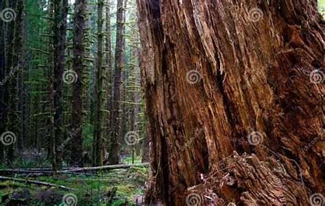 Massive Old Growth Red Cedar Tree Split Apart Wooded Rainforest Stock