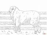 Mouton Pecora Merino Getcolorings Impressionnant Mérinos sketch template