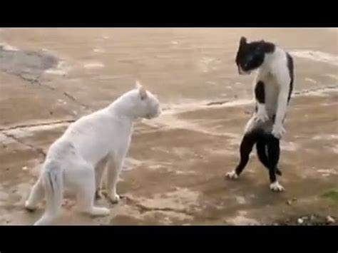 Sex with cat video