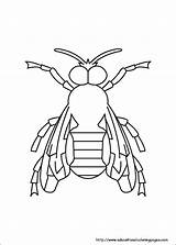 Insects Insekty Kolorowanki Pszczoly Wydrukowania Igcse Biology sketch template