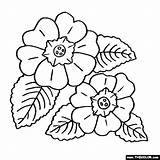 Primula Primrose Fiori Ausmalen Thecolor Blumen Tulpen Primeln Begonien Zeichnungen Bunte Sonnenblumen Gladiolen Hibiskus Bezoeken Ausmalbild sketch template