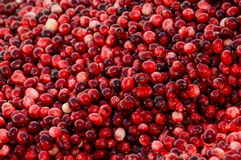 signature red cranberries    abundant harvest fruit dor