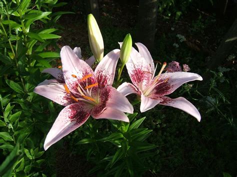 Lilies Plant Care And Collection Of Varieties