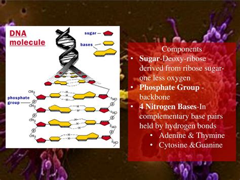 Ppt Cell Growth And Division Powerpoint Presentation Free Download