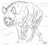 Hyena Coloring Pages Spotted Striped Print Super Paint Printable Savannah Getcolorings Walking Colorings Animals African Coloringbay Getdrawings Template Results Drawing sketch template