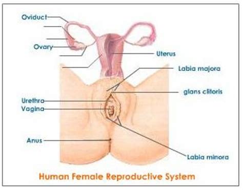 10 Interesting Female Reproductive System Facts My