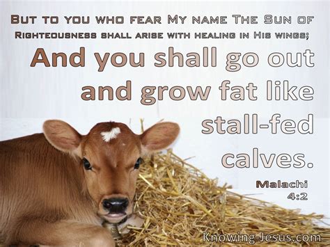 bible verses  calves