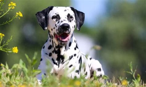 dalmatian breed characteristics care  bechewy