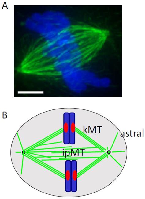 biology  metaphase  definition biology pics