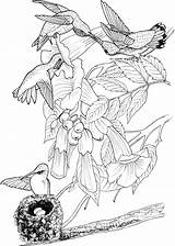 Hummingbirds Koliber Nesting Throated Kolorowanka Drukuj Supercoloring Scribblefun sketch template