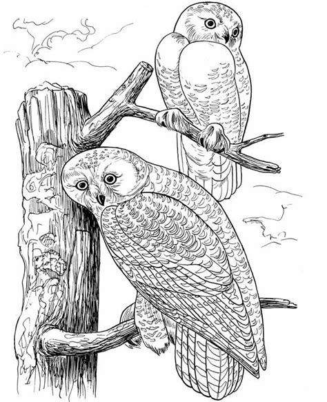 coloring pages  adults birds printable    jpg