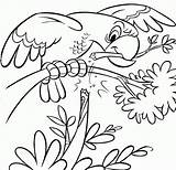 Parrot Mewarna Papagei Ausmalbilder Bird Coloringhome sketch template