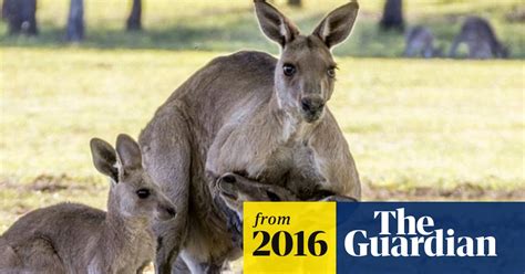 Kangaroo In Grieving Photos May Have Killed While Trying To Mate