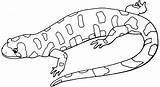 Gecko Coloring Pages Kids sketch template