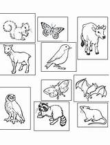 Nocturnal Animals Coloring Pages Animal Getcolorings Getdrawings sketch template