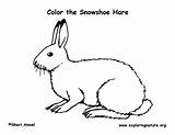Hare Snowshoe sketch template