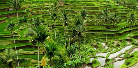 Objek Wisata Ubud Bali Tempat Wisata Indonesia