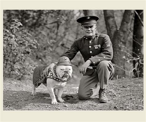 st marine corps mascot dog photo sgt major jiggs english bulldog