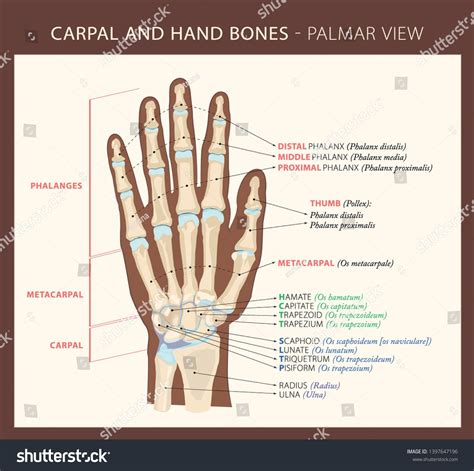carpal  hand bones palmar view vector illustration