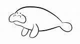 Manatee Coloring Clipart Clipartmag Clipground sketch template