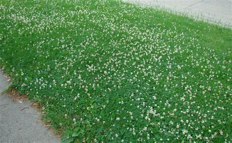 dd gardening  clover   lawn  good  donegal daily