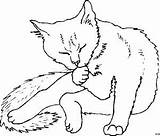 Katze Putzt Malvorlagen Katzen Malvorlage Ausmalbild Bringt Kategorie Ausmalen sketch template