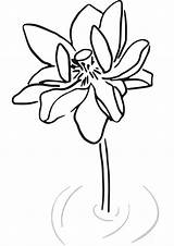 Coloring Pages Lotus Adults sketch template