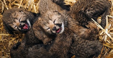 bijzonder cheetamoeder  beekse bergen adopteert drie jongen van een ander looopings