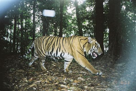 Press Release Perburuan Harimau Dapat Dicegah Dengan Memahami Geografi