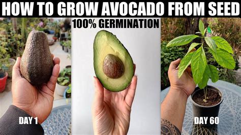 How To Grow Avocado From Seed 100 Germination Youtube
