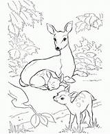Deer Coloring Pages Baby Family Colouring Kids Drawing Mule Forest Rocky Printable Animal Mother Sheets Whitetail Two Balboa Print Patterns sketch template