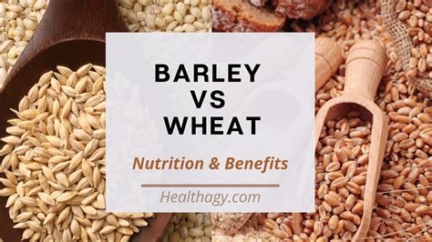barley  wheat    difference   healthier healthagy