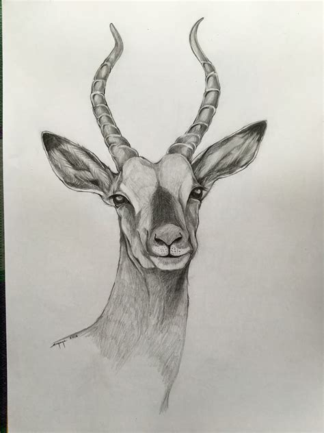 draw  antelope    draw